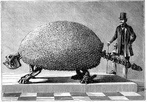 南アメリカの巨大なアルマジロの化石、c1890 作： Unbekannt