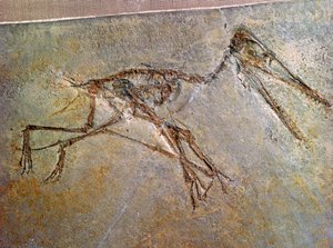 大英博物館のコレクションからの翼竜の化石骨格