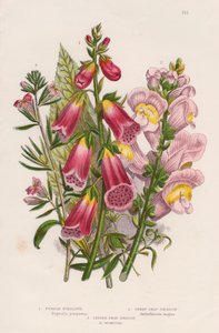 キツネノテブクロジギタリス紫斑病センター、c1885。 作： Unbekannt
