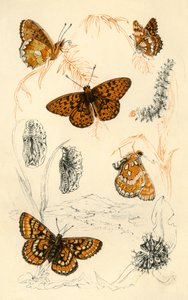 ヒョウモンチョウ、19世紀。 作： Unbekannt