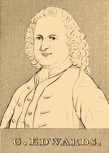 G.エドワーズ、1694年-1773年、1830年。 作： Unbekannt