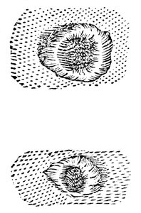 ガリレオが月のクレーターを描いた、1611年、c1655 作： Unbekannt