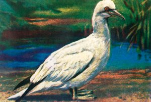 ガネット、c1928。 作： Unbekannt