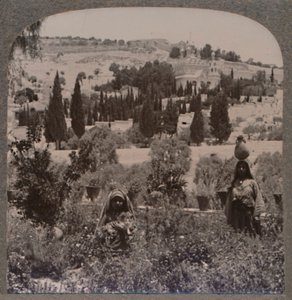 ゲッセマネの園とギリシャ庭園のオリーブ山c1900 作： Unbekannt