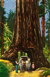 カリフォルニアのジャイアントレッドウッド、c1928。 作： Unbekannt