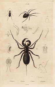 オオムチサソリ（Mastigoproctus giganteus）、カブトムシ（Theratus species）、コガネグモ（Theridion species）。 作： Unbekannt