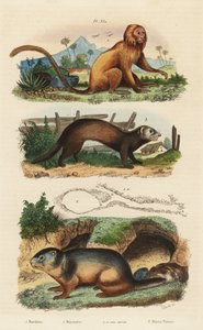 ゴールデンライオンタマリン（Leontopithecus rosalia）、絶滅危惧種1、アルパインマーモット（Marmota marmota）2と巣穴、フェレットまたはポールキャット（Mustela putorius）3 作： Unbekannt