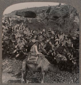 ゴルゴタ頭蓋骨の場所、c1900 作： Unbekannt