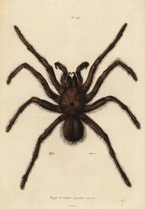 ゴライアス バーディエイト スパイダー、Theraphosa blondi 作： Unbekannt