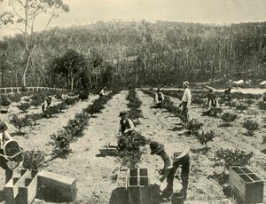 グースベリーファーム、グレンブルック、1901年。 作： Unbekannt