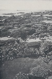 グレートバリアリーフ、1924年 作： Unbekannt