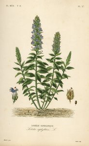 グレートブルーロベリア、Lobelia siphilitica、Lobelia siphylitica、Lobelie siphylitique 作： Unbekannt