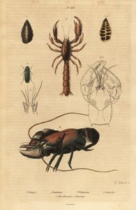 ウグイス嬢1、有孔虫のバナセラ・ギボサ2、サソリモドキ3、ザリガニAstacus goudotii4、アメリカザリガニ5の頭。 作： Unbekannt