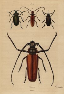 大長角型のカブトムシ、Enoplocerus armillatus 1、Aegosoma scabricorne 2、Pyrodes nitidus 3、Prionus desmaretii 4 作： Unbekannt