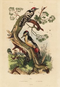 オオアカゲラ（Dendrocopos major）、コアカゲラ（Dryobates minor）。