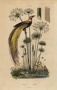 極楽鳥人（Paradisaea apoda）、パピルスグラス（Cyperus papyrus）。 作： Unbekannt