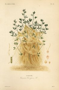 Greater dodder or European dodder, Cuscuta europaea, cuscute 作： Unbekannt