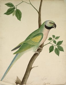 緑のオウム、c。 1820年。 作： Unbekannt