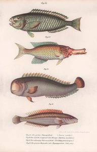 緑のブダイ。インドのロングマウス、ラシルネス、ラス、1850年代 作： Unbekannt