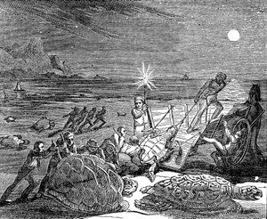 1832年にキューバの海岸で捕獲されたアオウミガメとアカウミガメ 作： Unbekannt