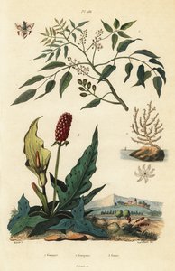 ガンボリンボ（Bursera simaruba）1、ブロードシーファンコーラル（broad sea fan coral or warty gorgonian）（Eunicella verrucosa）2、カッコピント（Arum maculatum）3、ゴマート（Gomart）、ゴルゴーン（Gorgone）、グエ（Gouet）。 作： Unbekannt