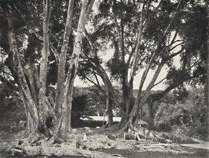 Gummibaume Ficus elastica、1926 作： Unbekannt