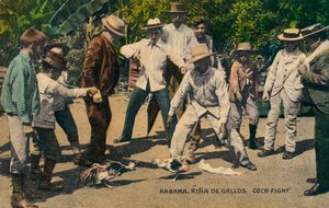 ハバナ。リナ・デ・ガロス。闘鶏、1900年代頃 作： Unbekannt