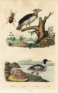 ハーピーイーグル、Harpia harpyja 3、ブラジリアンマーガンサー、Mergus octosetaceus、critically endangered 4、ハーパルスビートル 1、ハープカタツムリ、Harpa major 2。ハーパレ、ハーペ、ハーピー、ハーレ 作： Unbekannt