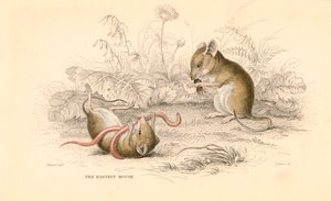 旧世界のマウスMicromys minutusの収穫、1828年 作： Unbekannt