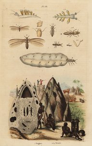 収穫シロアリと塚、Microhodotermes種、ウミウシ、Tergipes tergipes