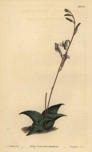 Haworthia venosa (Recurved aloe, Aloe recurva) 作： Unbekannt