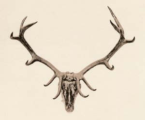 鹿の頭、16世紀、1904年 作： Unbekannt