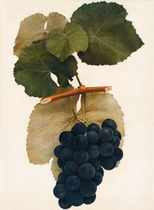 ハーバート、1908年。 作： Unbekannt