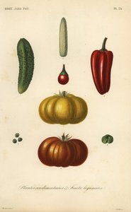 ハーブと野菜、plantes condimentaires et fruits legumieres 作： Unbekannt