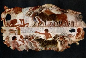 第18王朝、エジプト、c1400 BC 1936年の時代の牛の群れ