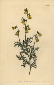Hermannia confusa (Hermannia tenuifolia, Fine-leaved hermannia) 作： Unbekannt