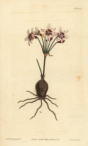 Hessea cinnamomea (Glittering flowered strumaria, Strumaria crispa) 作： Unbekannt