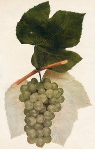 イダルゴ、1908年。
