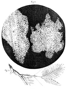 コルクと敏感な植物の小枝の細胞構造のフック観察、1665 作： Unbekannt