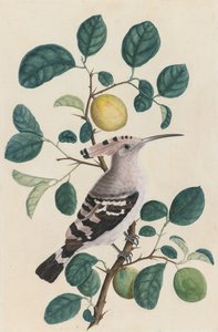 柑橘類の木の枝のヤツガシラ、c。 1800。 作： Unbekannt