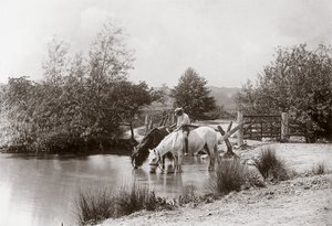 "Horses drinking at pond", vers les annees 1890 作： Unbekannt