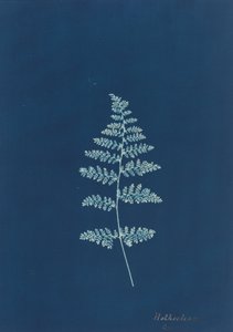 ホトクリーナ、c。 1850年代。 作： Unbekannt