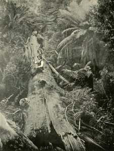 ハウ・ザ・ザ・マイティ・フォールン、1901。 作： Unbekannt
