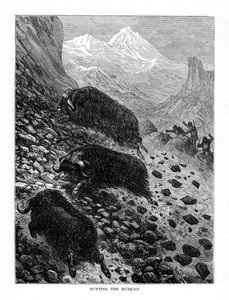 ジャコウウシの狩猟、1877