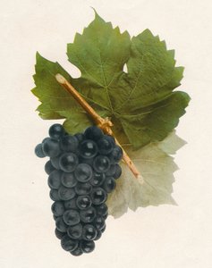 ハイブリッドフラン、1908年。 作： Unbekannt