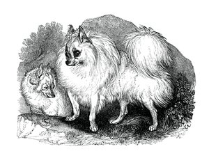 アイスランド犬、1848 作： Unbekannt