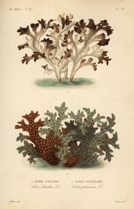 アイスランド苔（Cetraria islandica, Lichen d