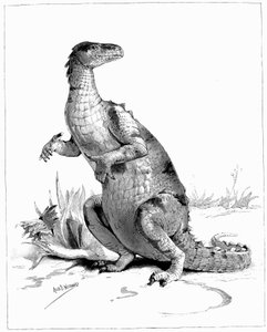 イグアノドン、1895