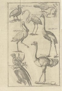 Kolb, Peter og utgitt av bey Peter Conrad Monath (en, 1745)によるVorgebürges des Guten Hoffnung und derer darauf wohnenden Hottentottenの図解。 作： Unbekannt