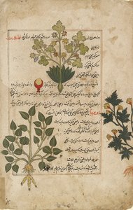 アザミと他の薬用植物を描いた二重フォリオの図解、1595 年